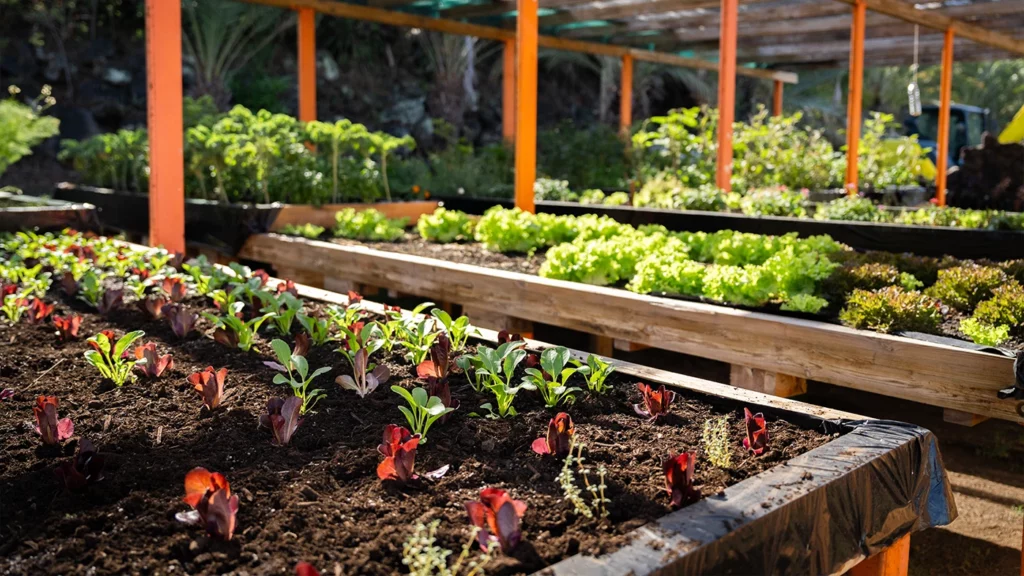 Potager de la ferme Akoya