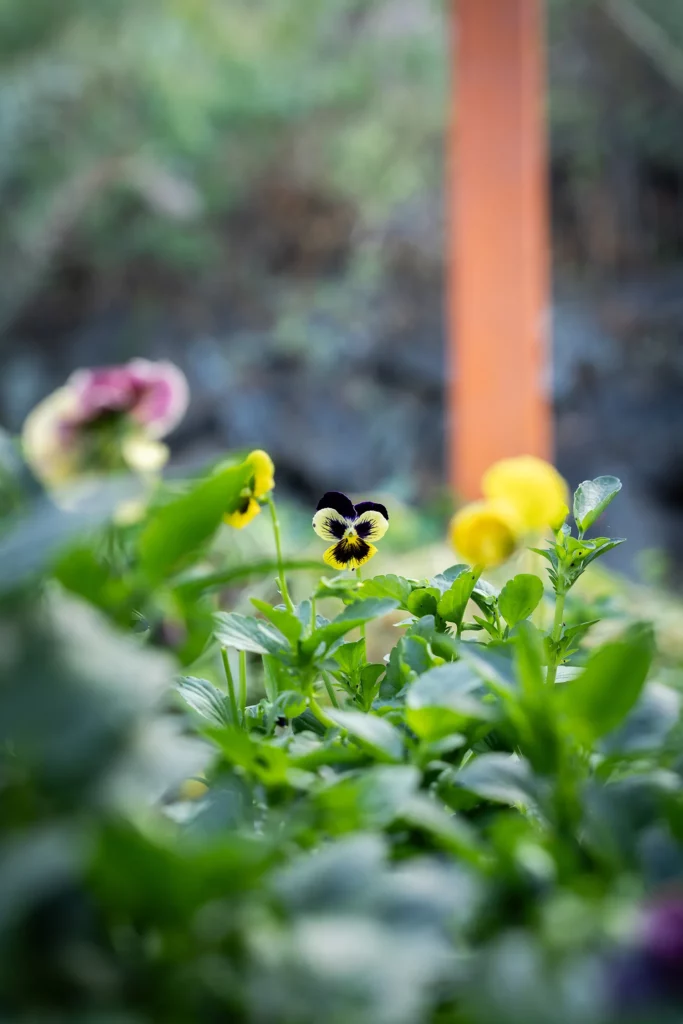 Fleurs comestibles de la ferme Akoya