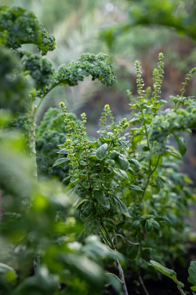 Aromates de la ferme Akoya