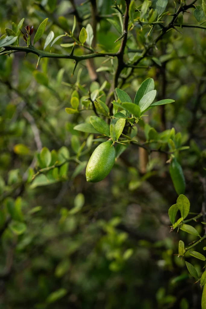 Arbre fruitiers de la ferme Akoya