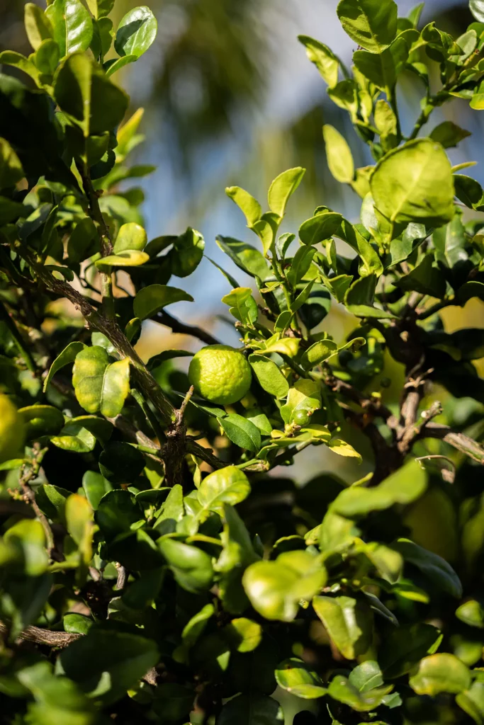 Arbre fruitiers de la ferme Akoya