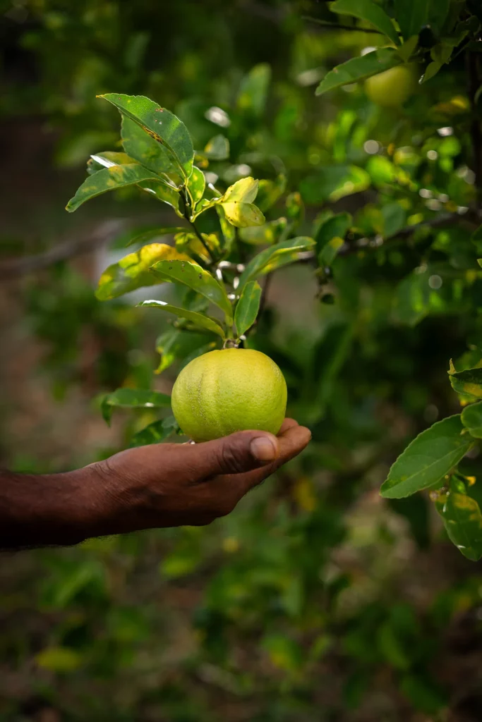 Arbre fruitiers de la ferme Akoya