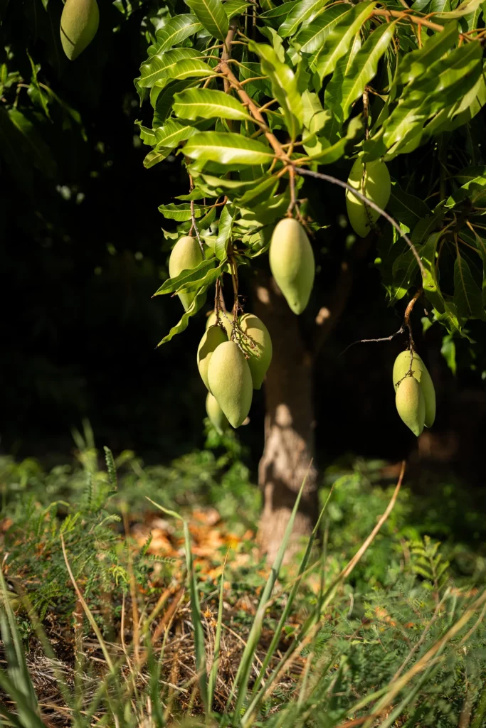 Arbre fruitiers de la ferme Akoya