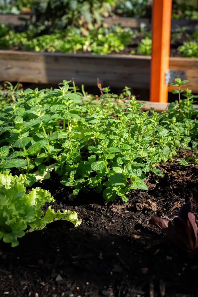 Aromates de la ferme Akoya