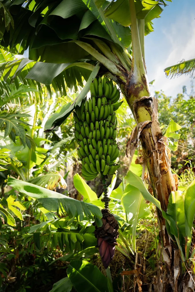 Bananes de la ferme Akoya