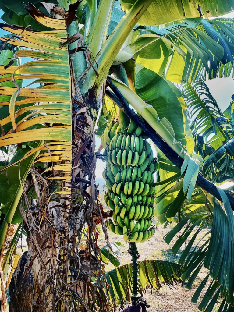 Bananes de la ferme Akoya