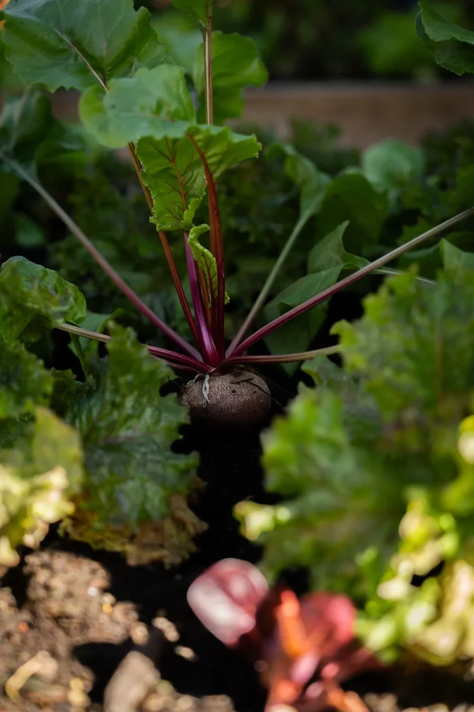 Betterave de la ferme Akoya