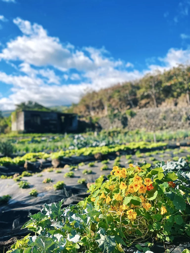 Cultures de la ferme Akoya