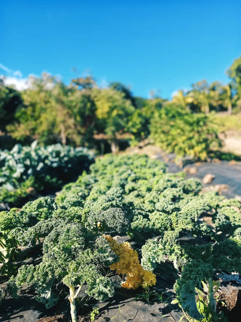 Cultures de la ferme Akoya