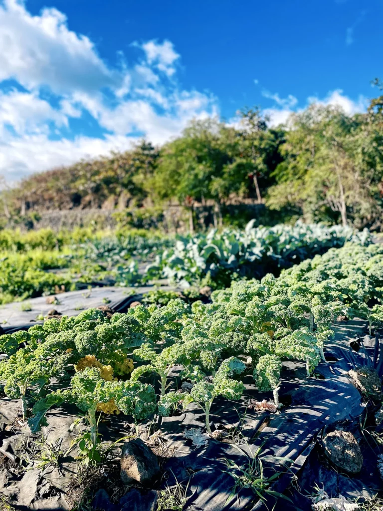 Cultures de la ferme Akoya