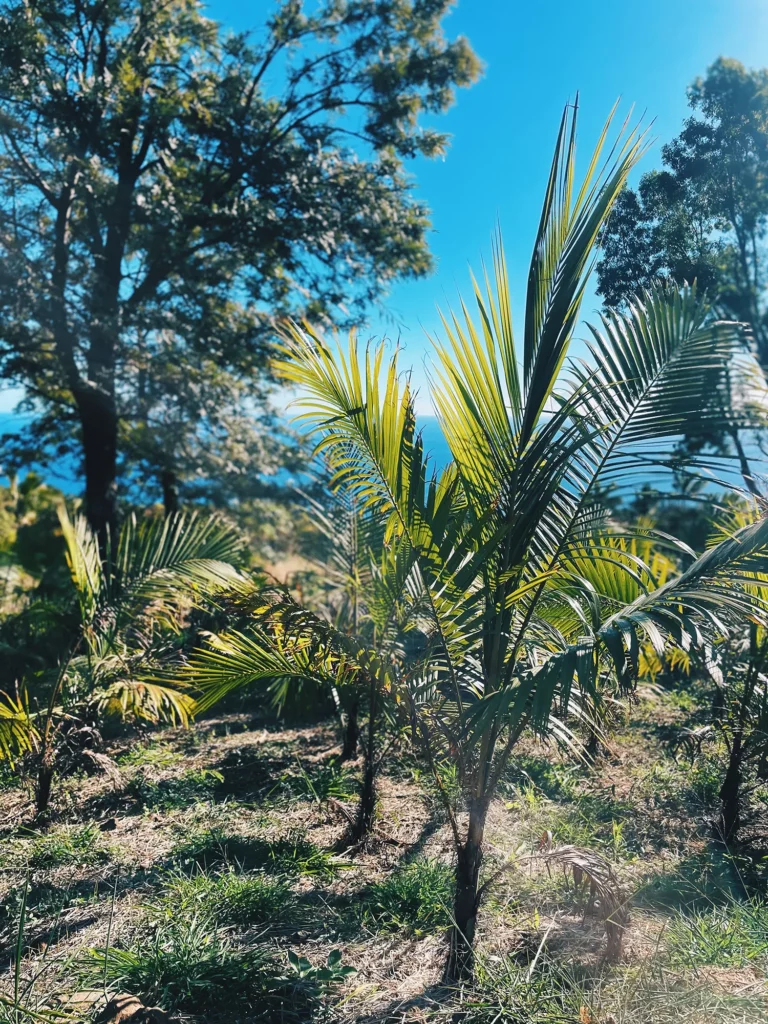 Cocotiers de la ferme Akoya
