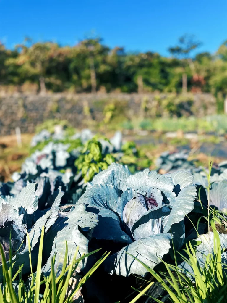 Cultures de la ferme Akoya