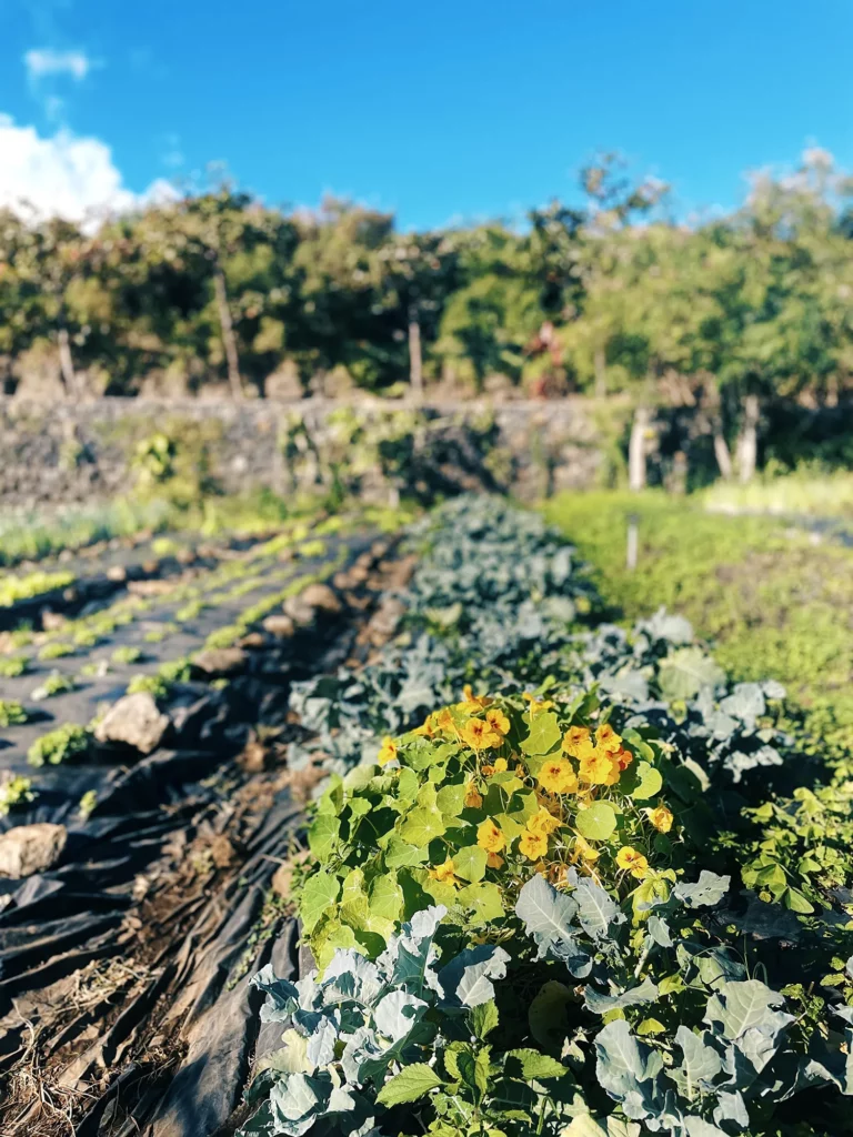 Cultures de la ferme Akoya
