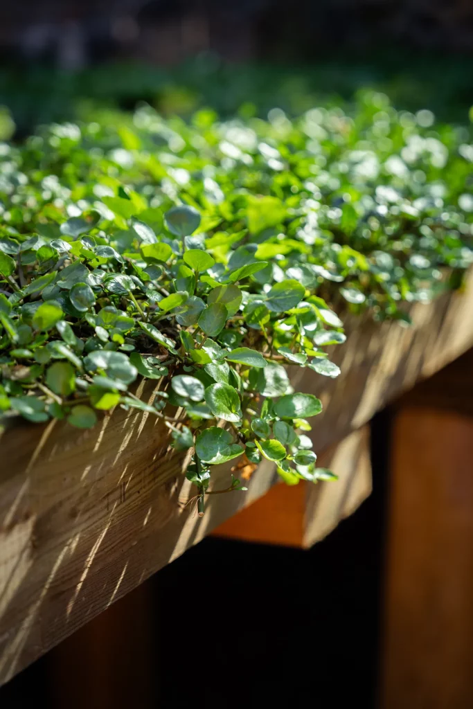 Aromates de la ferme Akoya