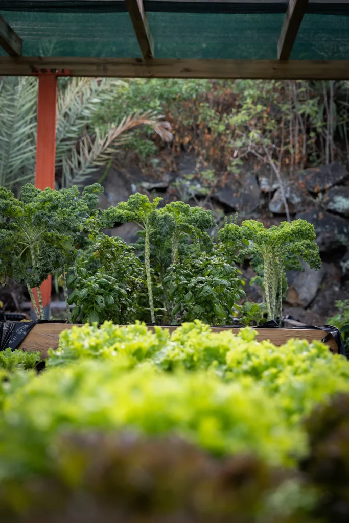 Potager de Légumes de la ferme Akoya