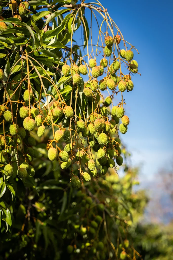 Litchis de la ferme Akoya