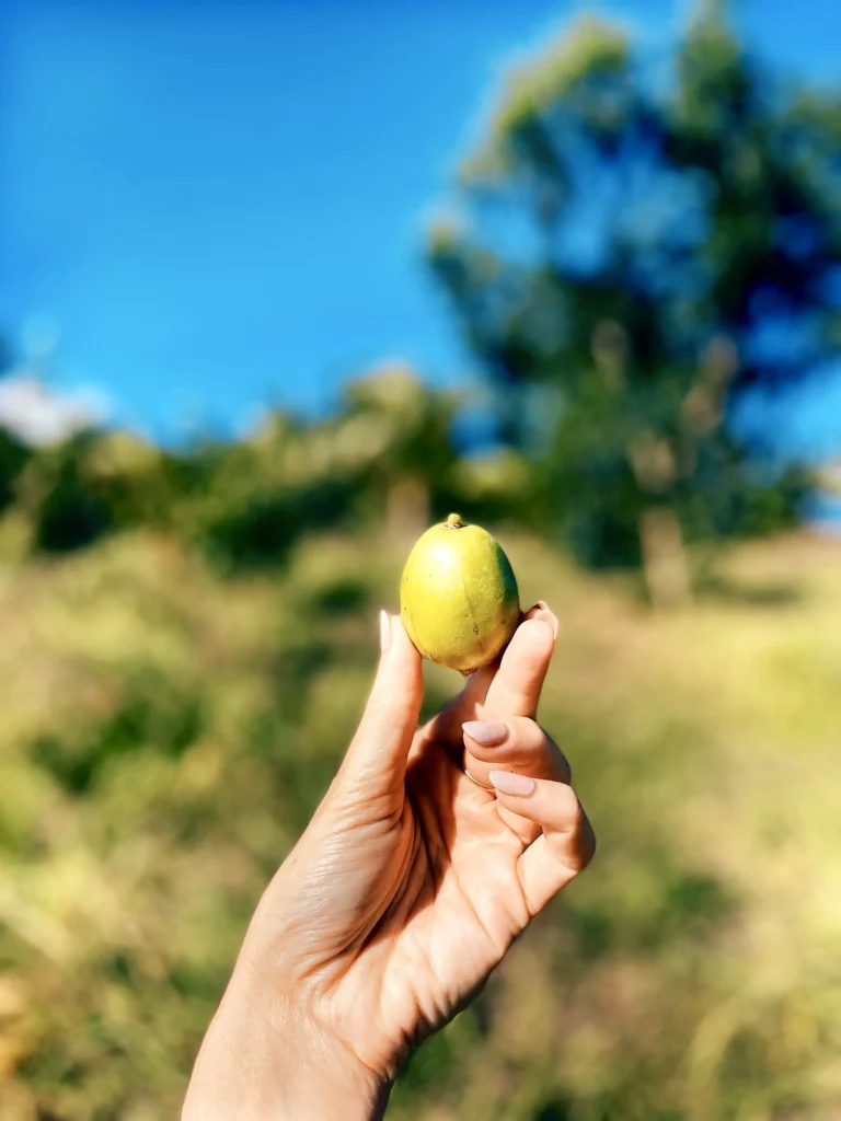 Légume de la ferme Akoya