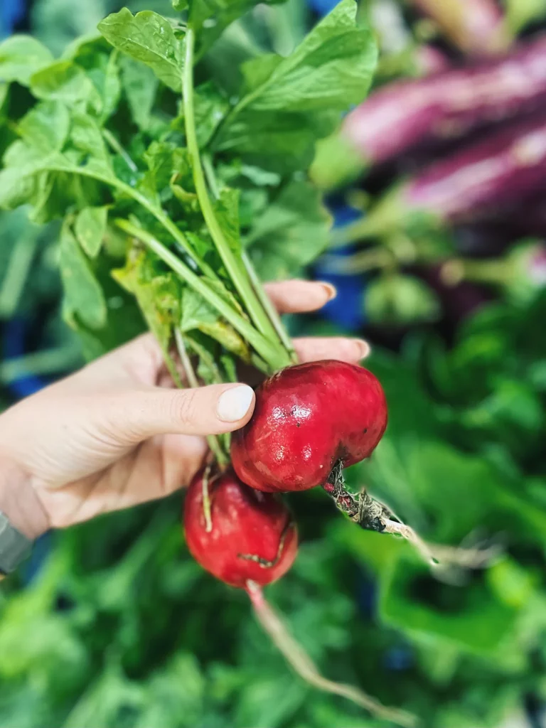 Légume de la ferme Akoya