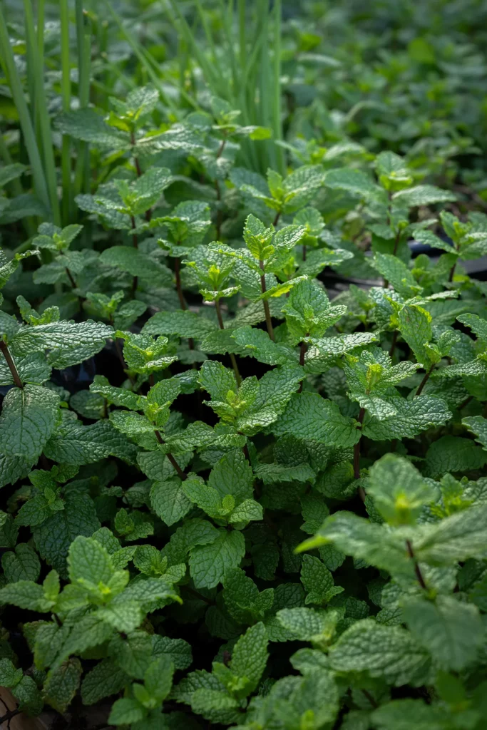 Aromates de la ferme Akoya