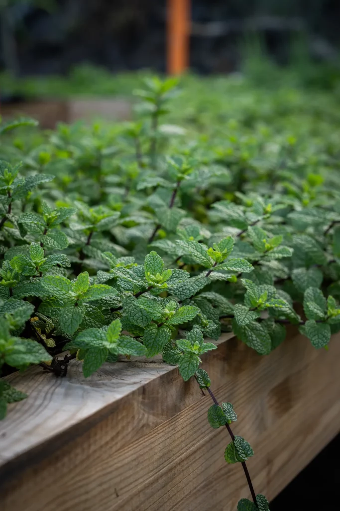 Menthe de la ferme Akoya