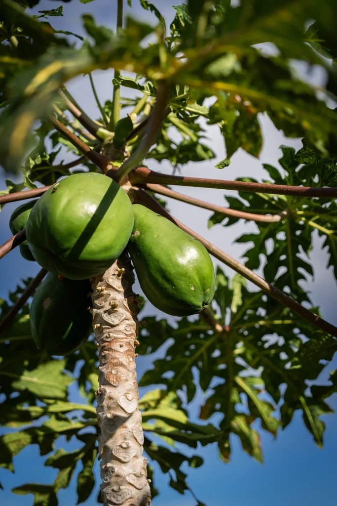 Papaye de la ferme Akoya