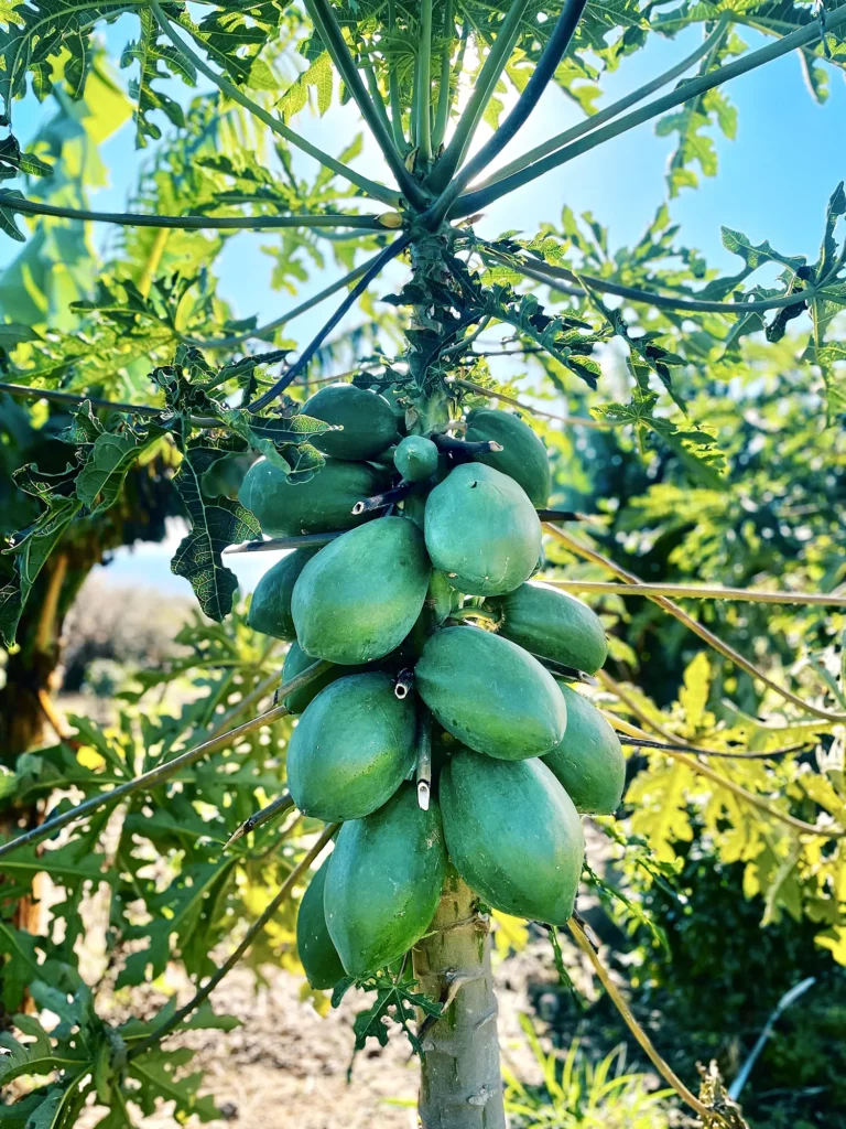 Papaye de la ferme Akoya