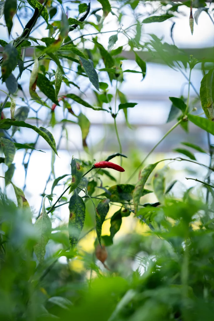 Piments de la ferme Akoya