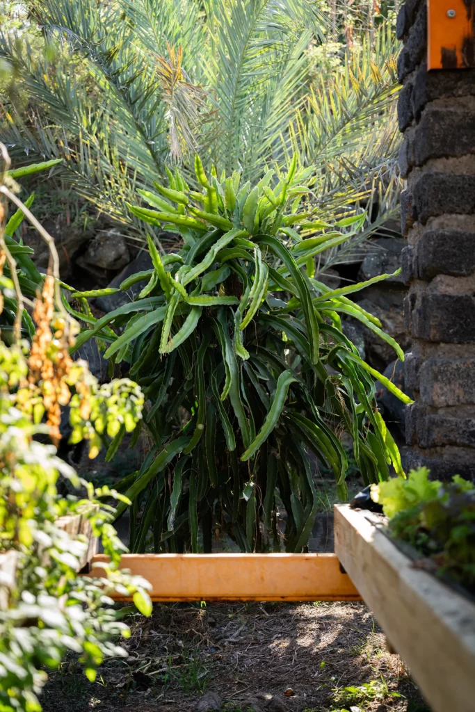 Pitaya de la ferme Akoya