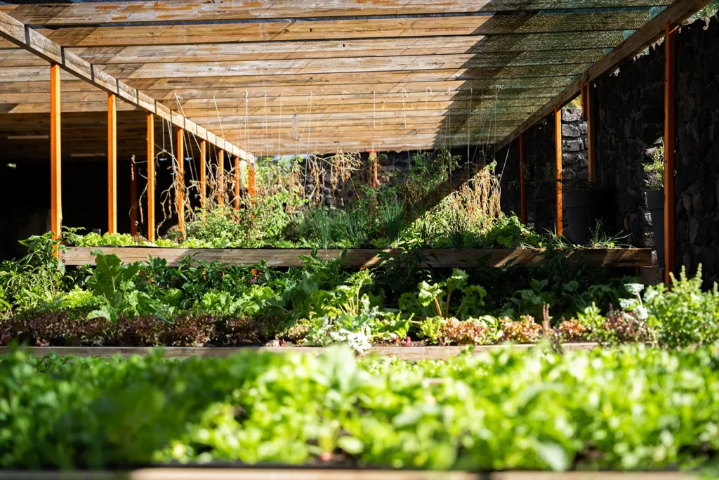 Cultures de la ferme Akoya