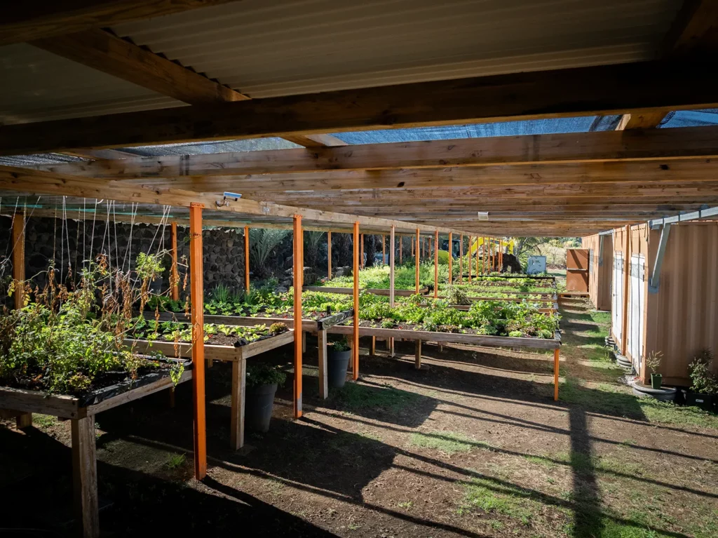 Cultures de la ferme Akoya