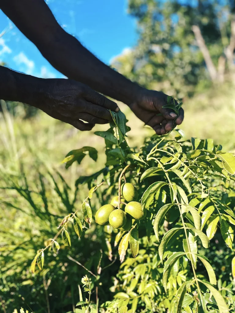 Cultivateur de la ferme Akoya
