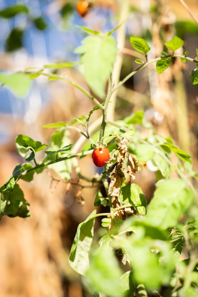 Tomates de la ferme Akoya